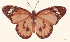 Papillon 3