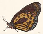 Papillon 5