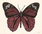 Papillon 6
