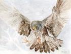 Falcon