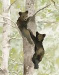 Bear Cub in Tree 1