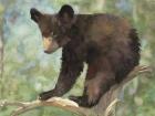 Bear Cub in Tree 2
