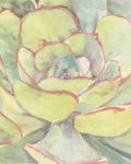 Succulent Bloom 2