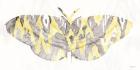 Yellow-Gray Patterned Moth 1