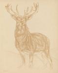 Buck Sketch