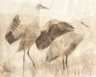 Sandhill Cranes 2