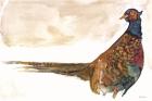 Pheasant 1