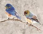 Eastern Bluebirds 1