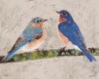 Eastern Bluebirds 2