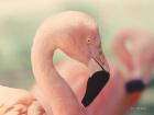 Pink Flamingo