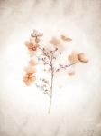 Dried Flowers