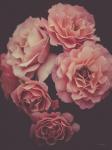 Dreamy Roses