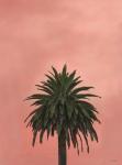 Pink Palm