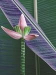 Banana Flower