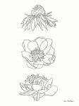 Hand Drawn Flowers