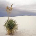 Botanic Dunes