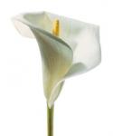 Lily in Bloom I