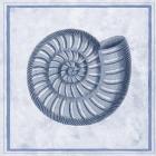 Blue Nautilus A