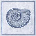 Blue Nautilus C