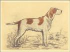 Hunting Dogs-Griffon