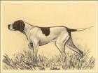 Hunting Dogs-Pointer
