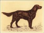 Hunting Dogs-Setter