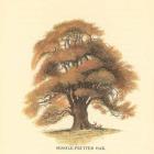 Sessile-Fruited Oak
