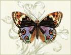 Butterfly Theme I