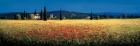 Tuscan Panorama - Poppies
