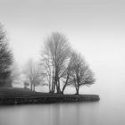 Fog and Trees at Dusk