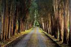 Tree Tunnel