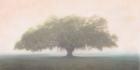 Oak in the Fog