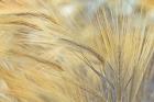 Foxtail