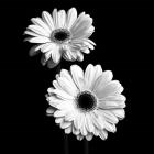 Gerbera Portrait I