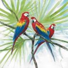 Parrots