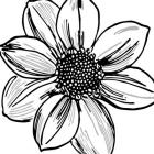 Floral Outlines I