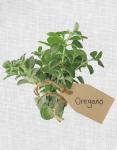 Oregano