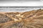 Beach Dunes