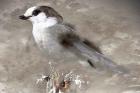 Grey Jay I