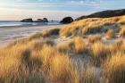 Dune Grass And Beach