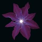 Clematis