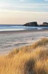 Dune Grass And Beach I