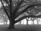 Oak Grove in Fog (black & white)