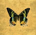 Butterfly on Gold