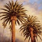 Fog Over Canary Palms