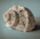 Seashell Study I