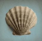 Seashell Study II