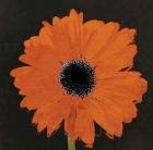 Midnight Gerbera I