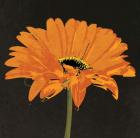 Midnight Gerbera II