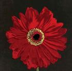 Midnight Gerbera III